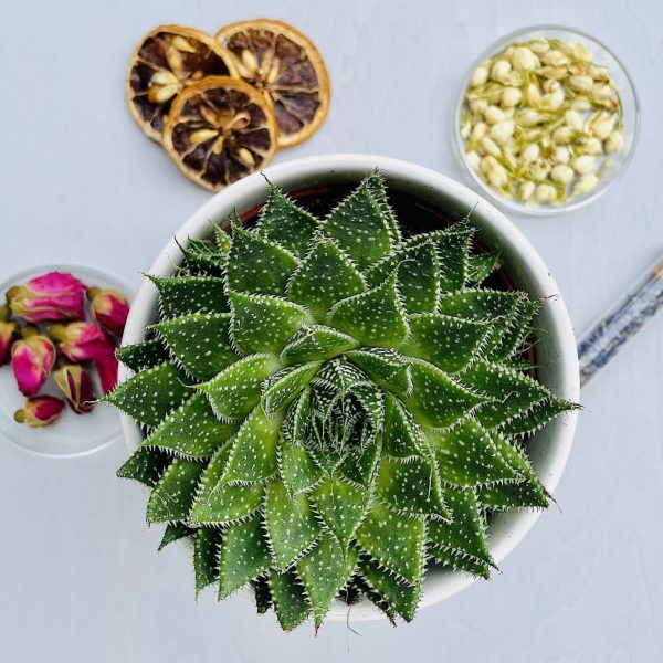 succulent-botanicals-repairing-the-skin-barrier