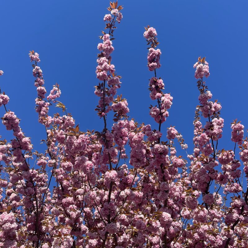 pink-blossom-tree-kent