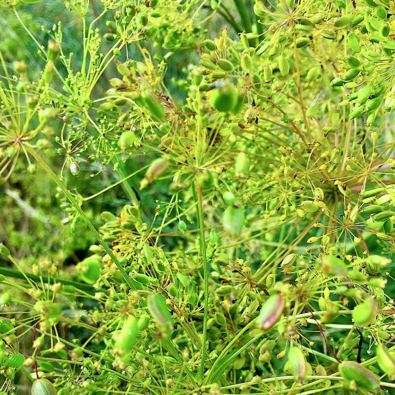 vibrant-botanical-greenery-to-replicate-neurons