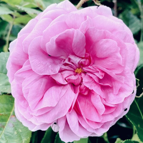 pink-rose-toned-down-greenery-in-background