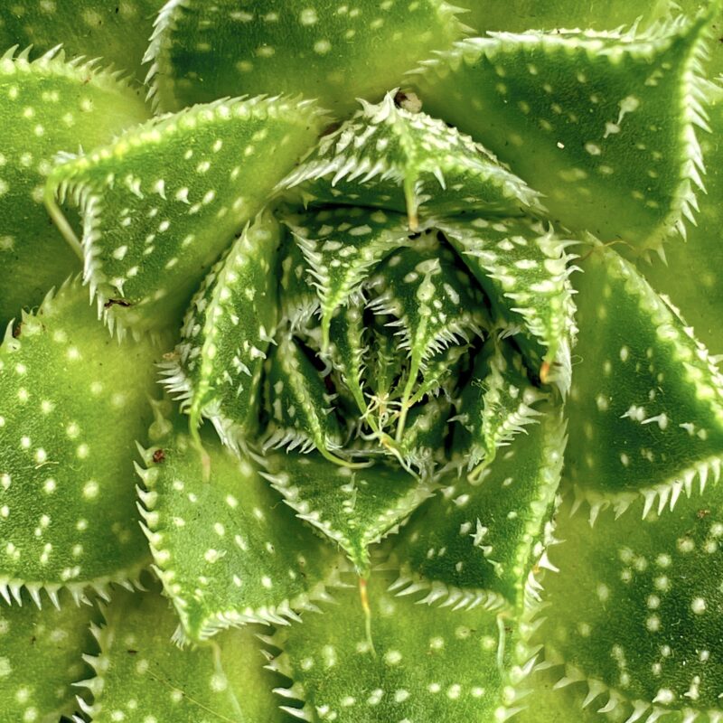 succulent-texture-close-up