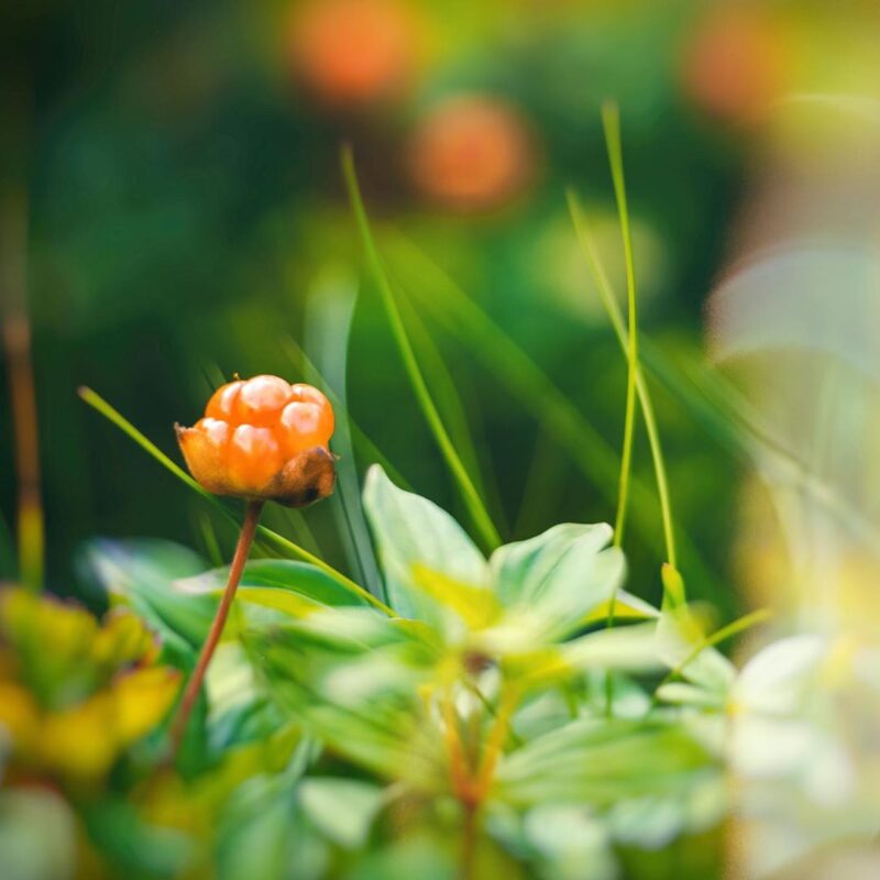 nordic-cloudberries