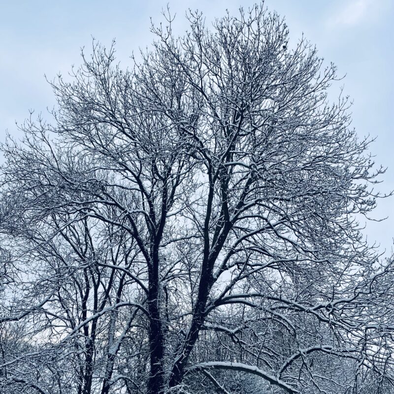 snow-capped-oak-tree-kent-winter