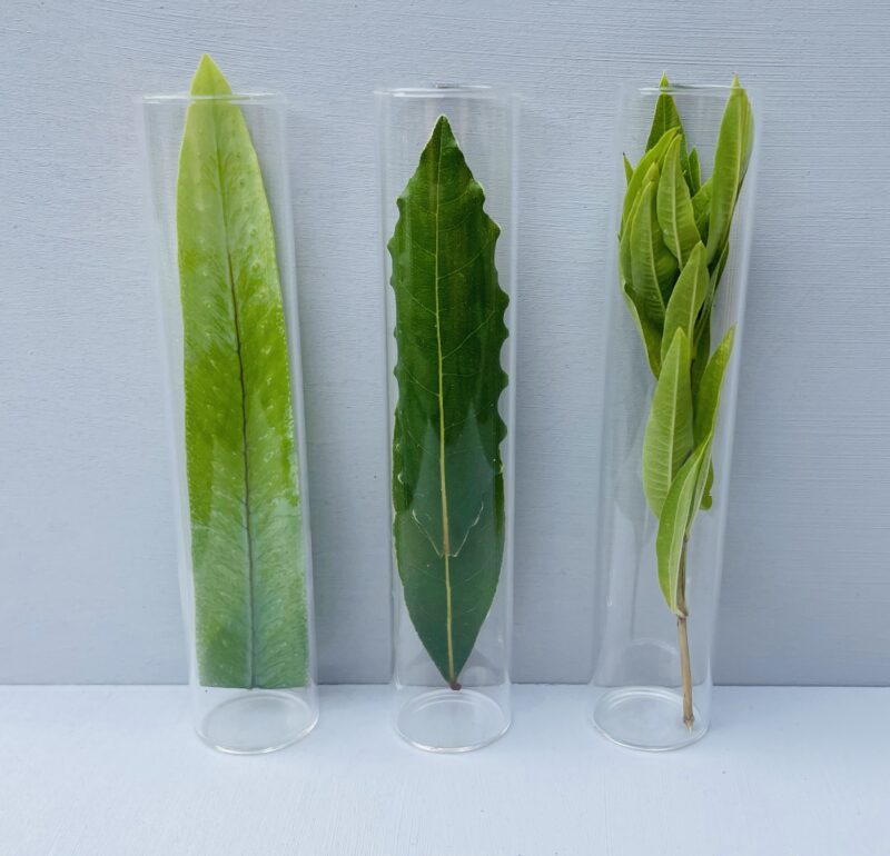 glass-test-tubes-herbs-leaves