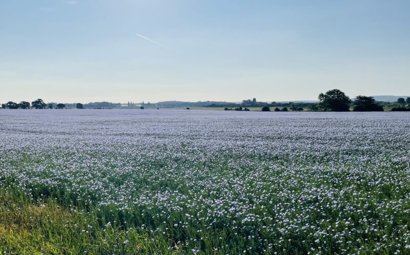 Morning-walk-in-flax-fields-kent